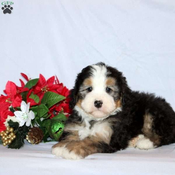 Brock, Mini Bernedoodle Puppy